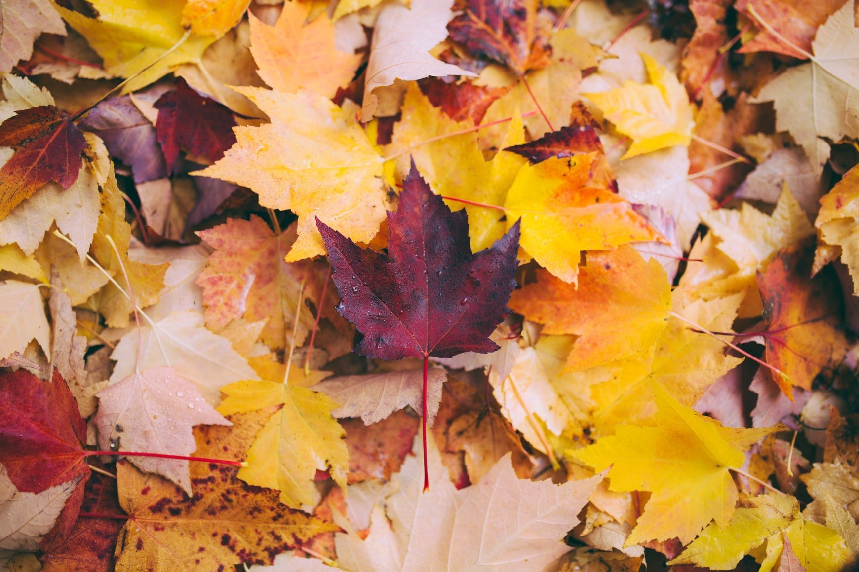 Colourful maple leaves in autumn