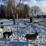 Goats in their enclosure in the snow